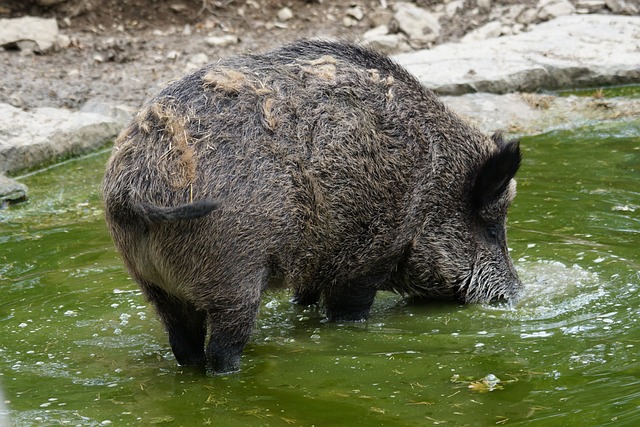 «Il nageait très vite dans notre direction»: un pêcheur surpris par un sanglier, à 3 km au large de Saint-Malo