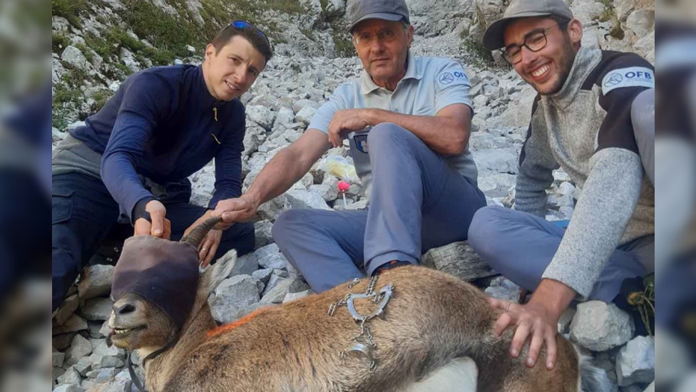 Bouquetin au crampon coincé dans la bouche : comment l&rsquo;animal a-t-il pu être sauvé et soigné