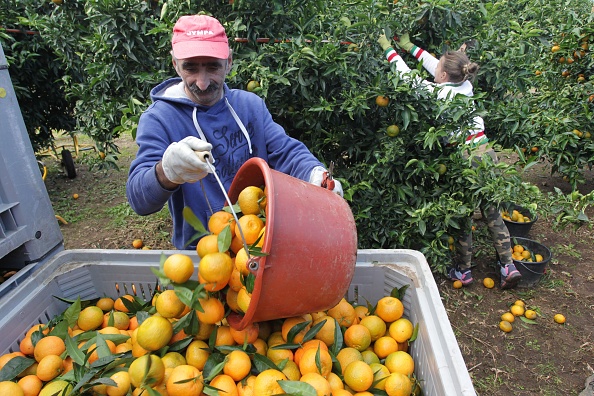 1200 saisonniers marocains en Corse pour la récolte des clémentines
