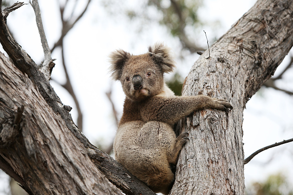 Sauvegarde de 8000 hectares de forêt pour préserver les koalas dans leur habitat naturel en Australie