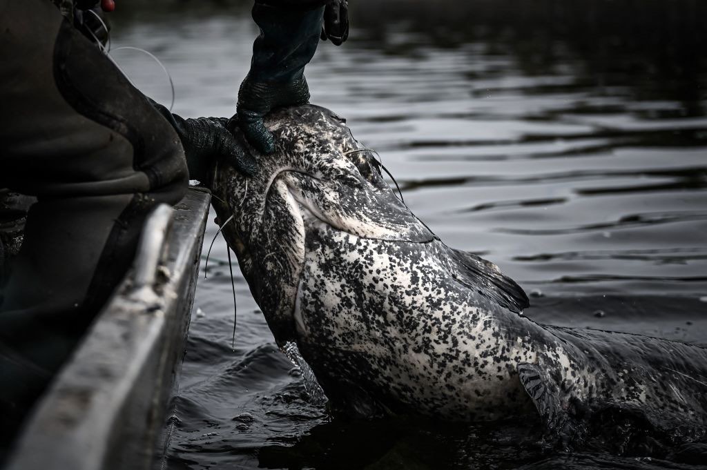 Pêche: un silure de 2,71m pêché dans le Tarn, presque un record !