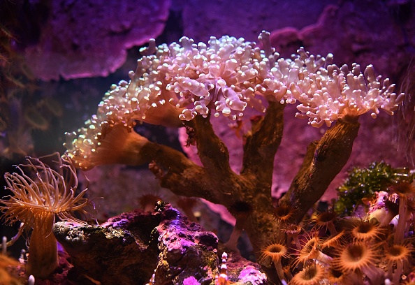 Les crèmes solaires en cause dans la destruction des coraux