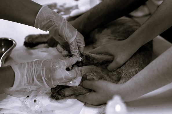 Strasbourg: pour avoir frappé et piétiné son chat, il écope de 6 mois de prison ferme