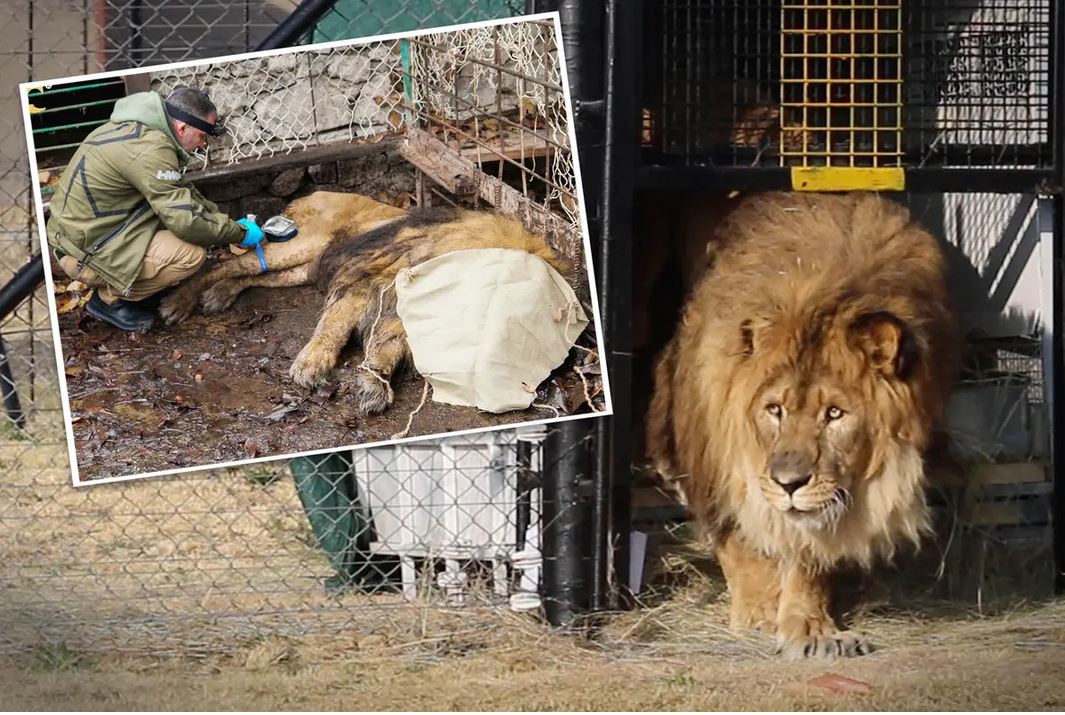 [Vidéo] Vous vous souvenez du lion le plus solitaire du monde, sauvé d&rsquo;une cage après 15 ans? Il est enfin rentré chez lui