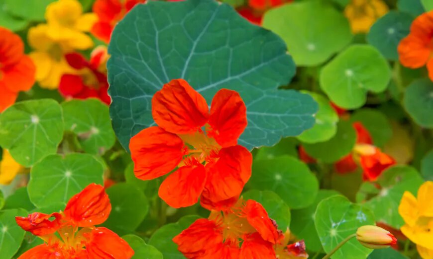 Une étude révèle que ce médicament allemand à base de plantes est comparable aux antibiotiques et plus sûr