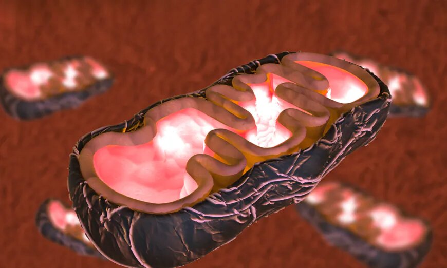 Dysfonctionnement mitochondrial du cœur, des reins et du foie après Covid : des médecins partagent leurs méthodes de guérison