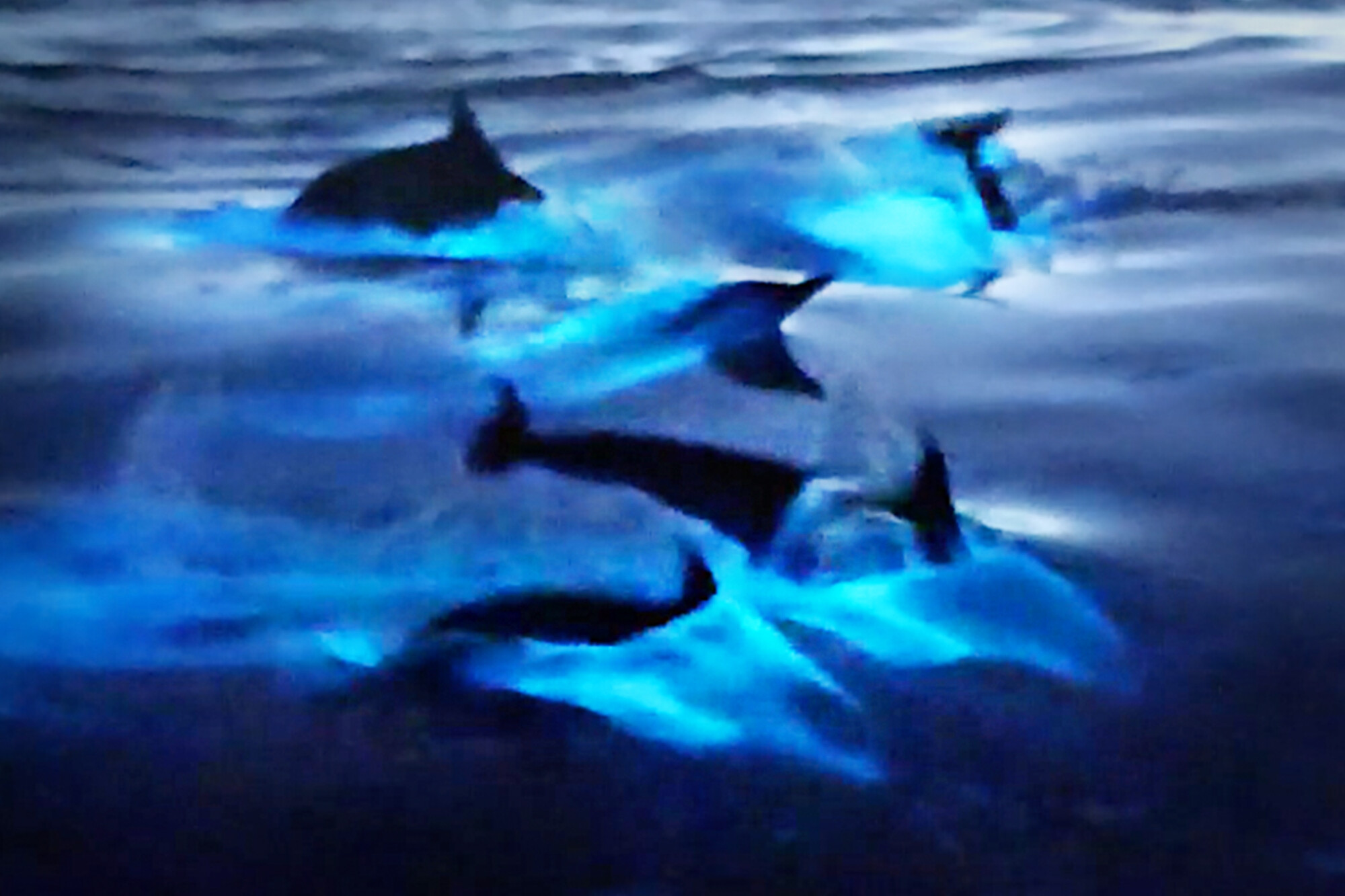 [Vidéo] Un moment magique où des dauphins de Californie brillent d&rsquo;une lueur bleutée dans les eaux bioluminescentes