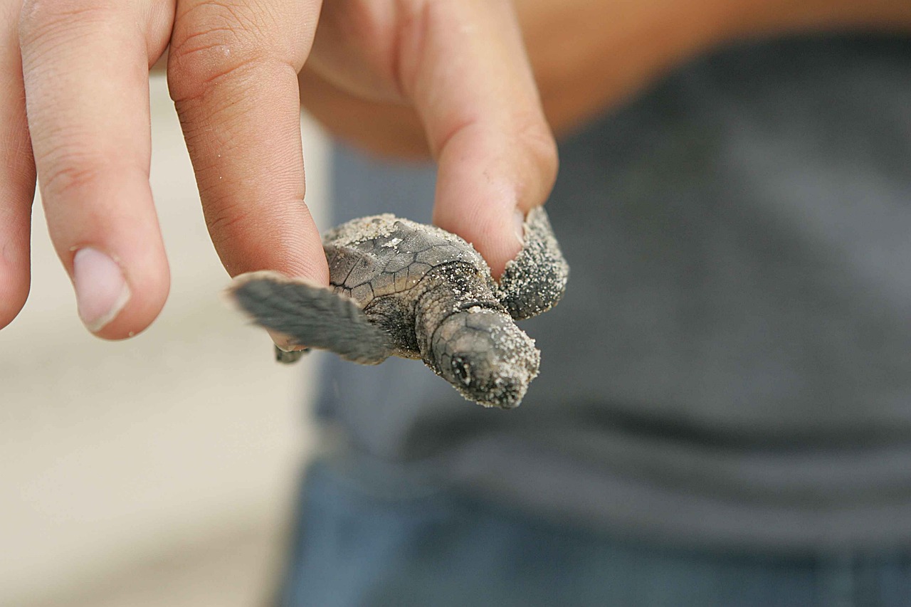 Hérault: une soixantaine de bébés tortues caouannes sont sorties du sable à Marseillan