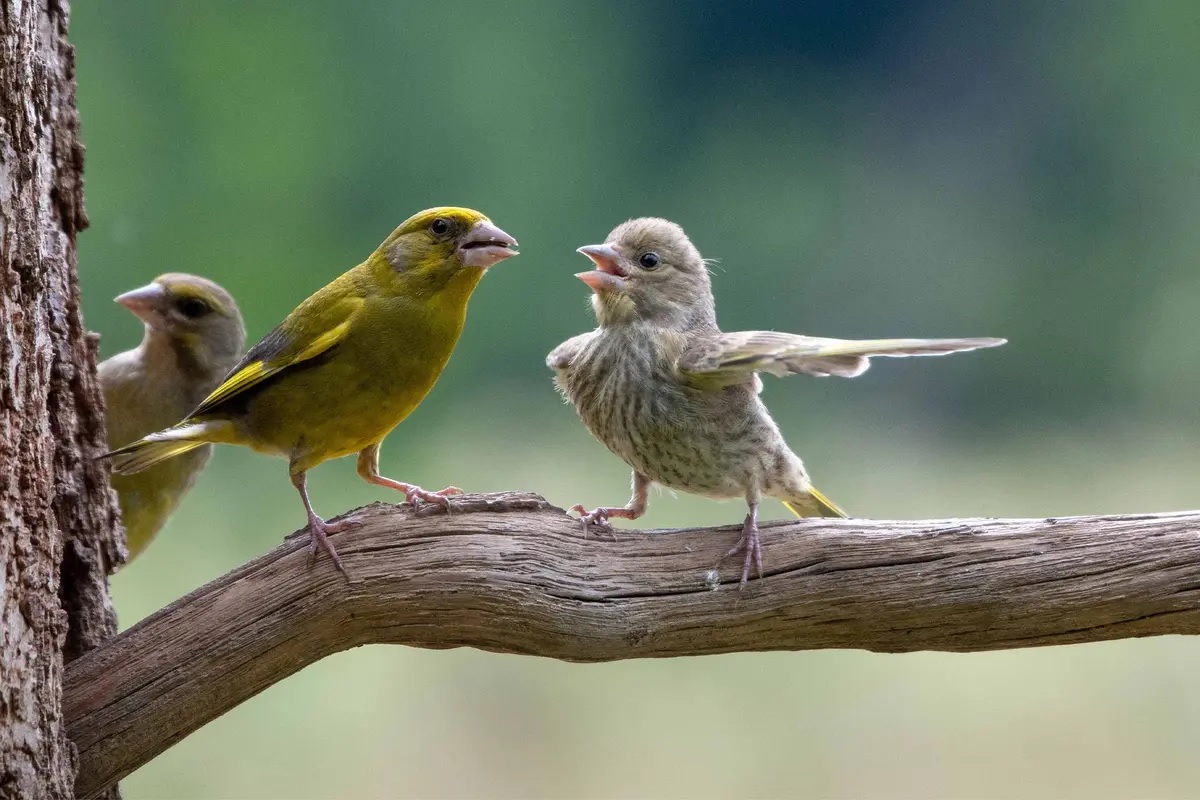 Les Comedy Wildlife Photography Awards annoncent des finalistes hilarants