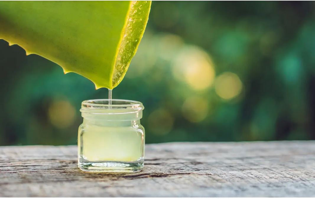 L&rsquo;Aloe vera: ses effets sur la glycémie et ses bienfaits