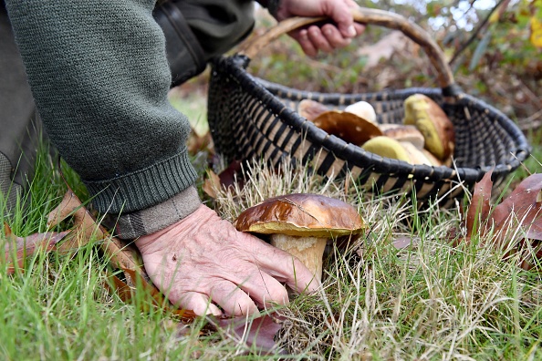 Saison des champignons: plus de 600 intoxications déjà recensées