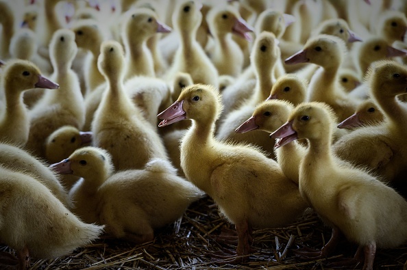 Avec la vaccination des canards, premières restrictions des pays importateurs