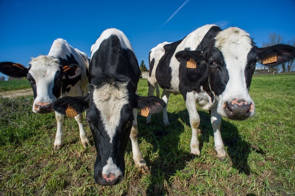 Allons-nous vers une pénurie de lait en France ?