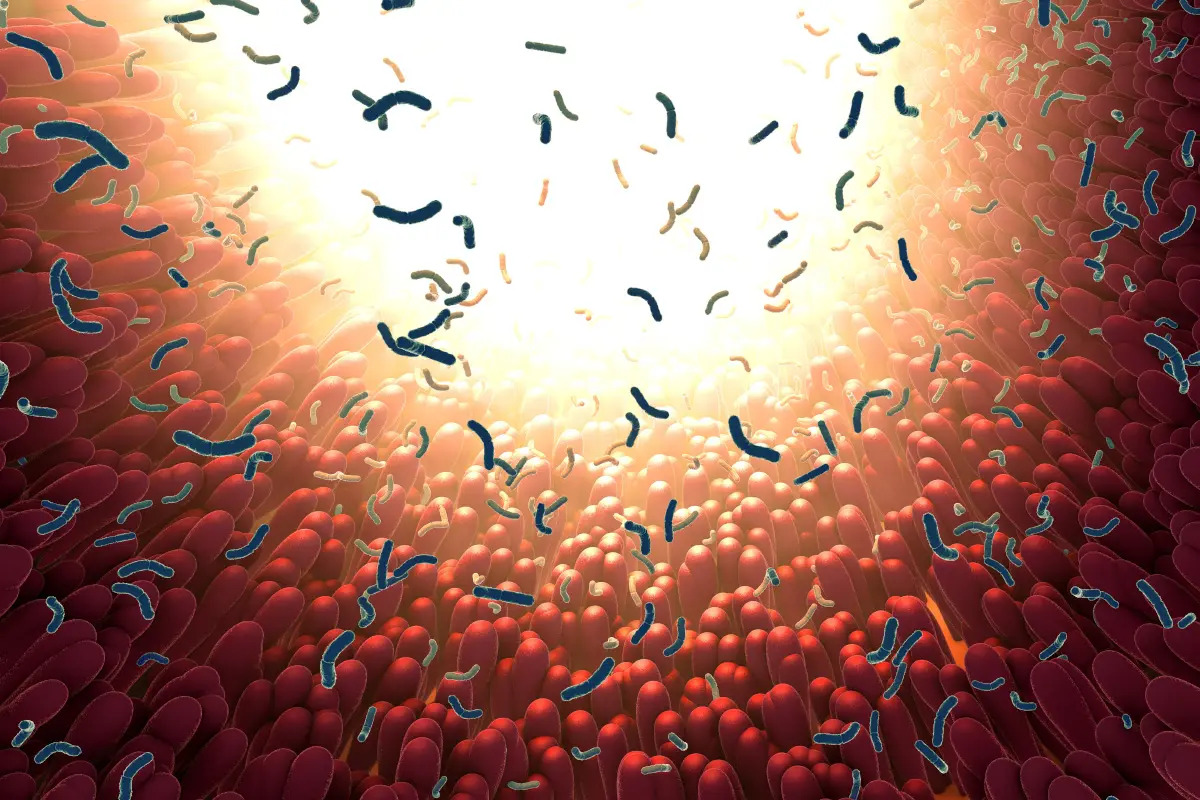 Comment le vaccin Covid pourrait nuire à votre intestin, entraînant un brouillard cérébral et des maladies auto-immunes