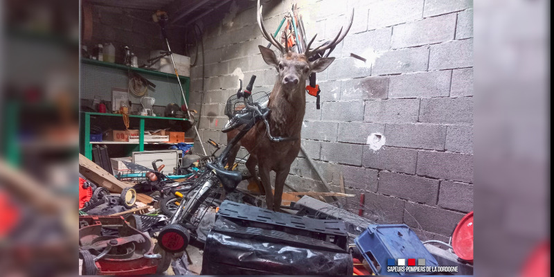 Dordogne: un cerf de 150 kilos traverse sa toiture et chute dans son garage