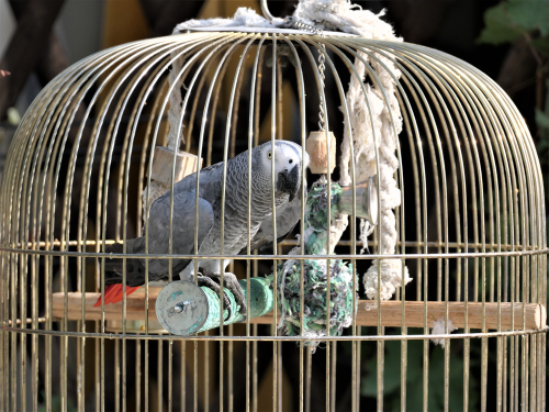 Marseille: trois ans après avoir été volé à un policier, un perroquet crie son nom en voyant passer une patrouille