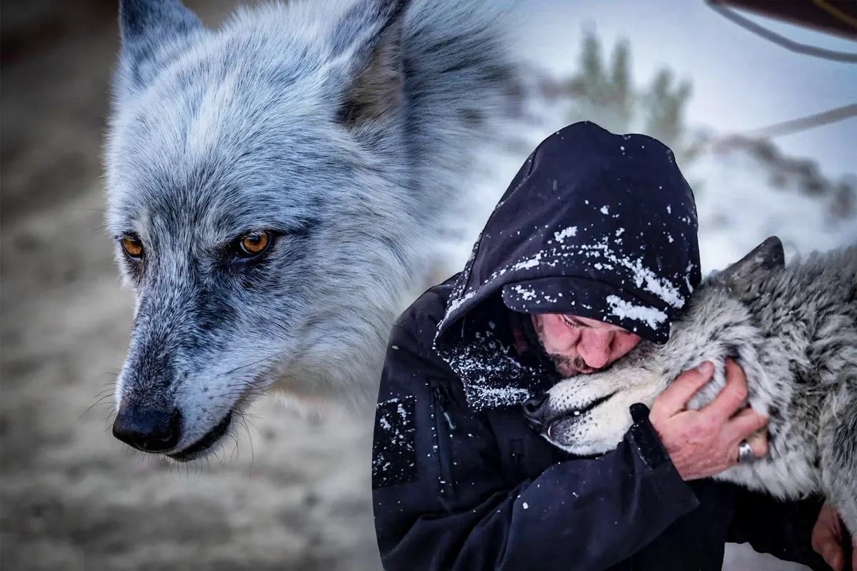 Un homme qui a sauvé un loup de l&rsquo;euthanasie partage avec lui un lien inséparable
