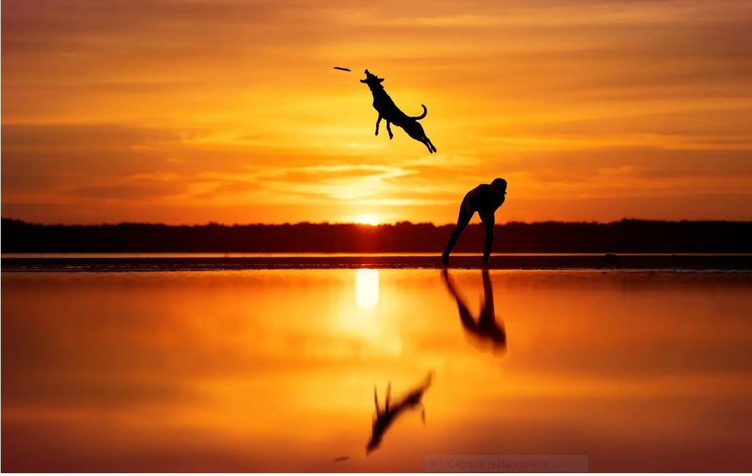 Les lauréats du Prix de la photographie de chiens 2023 capturent l&rsquo;essence de la beauté canine (Photos)