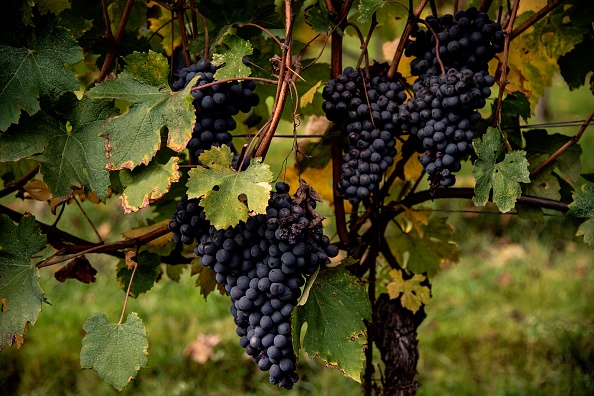La France redevient le premier fournisseur de vin, la production mondiale au plus bas depuis 1961