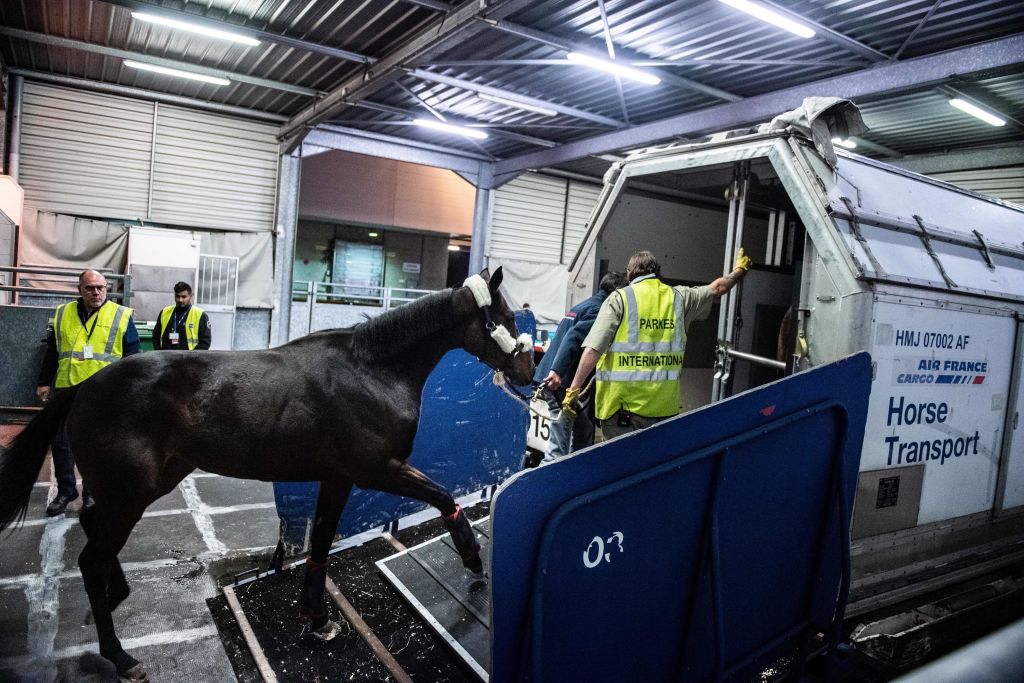 Le cheval s&rsquo;échappe de la soute, l&rsquo;avion doit faire demi-tour