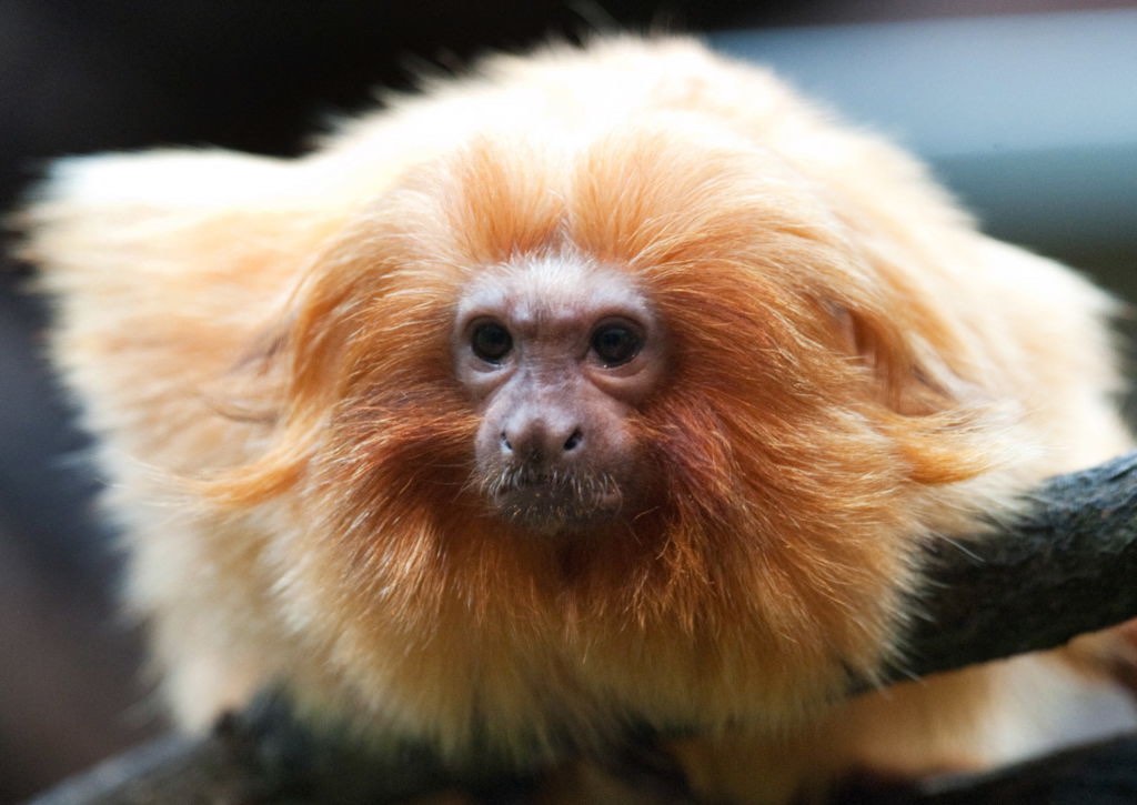 Val-d&rsquo;Oise: ce conservatoire animalier unique en France est en péril