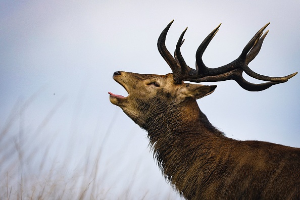Gironde: un cerf de 250 kilos pénètre à l’intérieur d’une maison, les pompiers mettent 3 heures à l’en sortir
