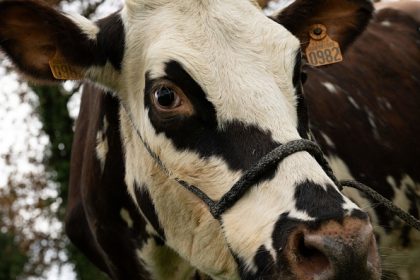 Oreillette, une vache de race normande, égérie du prochain Salon de l&rsquo;agriculture