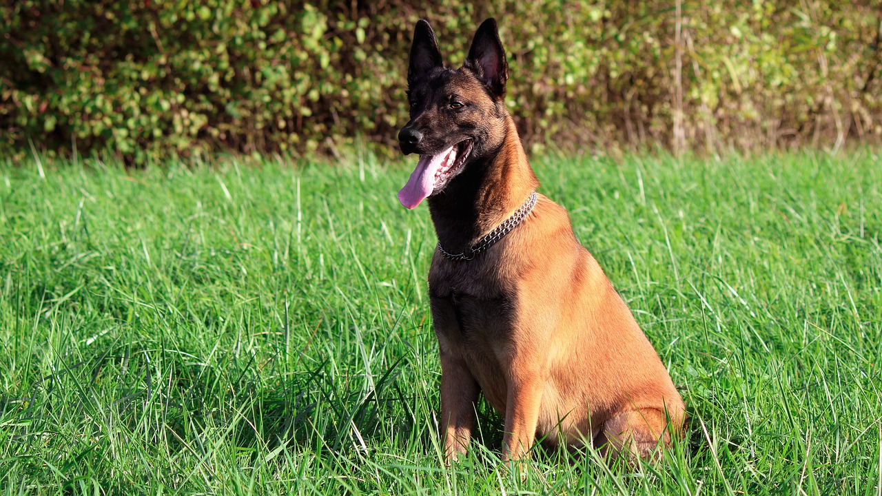 Recueilli par la SPA, un jeune malinois abandonné sauve désormais des vies avec les gendarmes