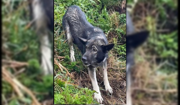 Finistère: après être descendu en rappel pour secourir un chien coincé sur une falaise, le sauveteur décide de l’adopter
