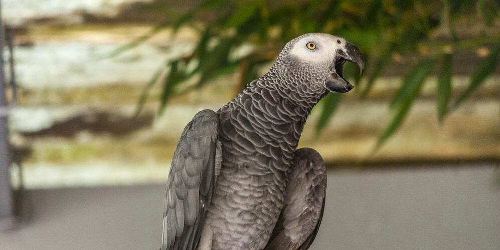 «C&rsquo;est chaud, c&rsquo;est chaud»: un perroquet réveille ses maîtres et les sauve d&rsquo;un incendie