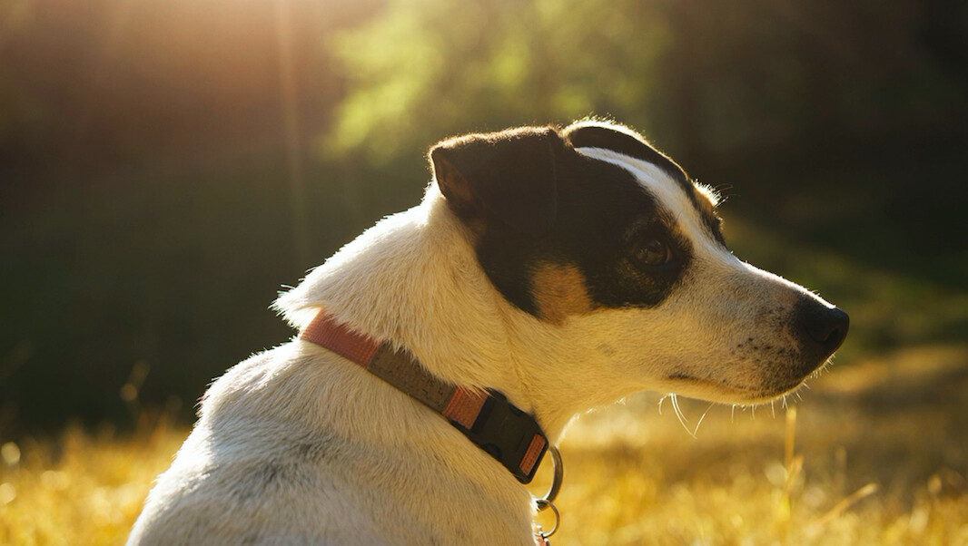 Un Jack Russell retrouvé vivant près du corps de son maître disparu depuis deux mois après une randonnée