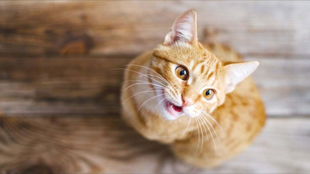 Un chat errant s&rsquo;enfuit de son foyer d&rsquo;accueil et parcourt 8 km à travers une autoroute pour retrouver l&rsquo;homme qui l&rsquo;a secouru