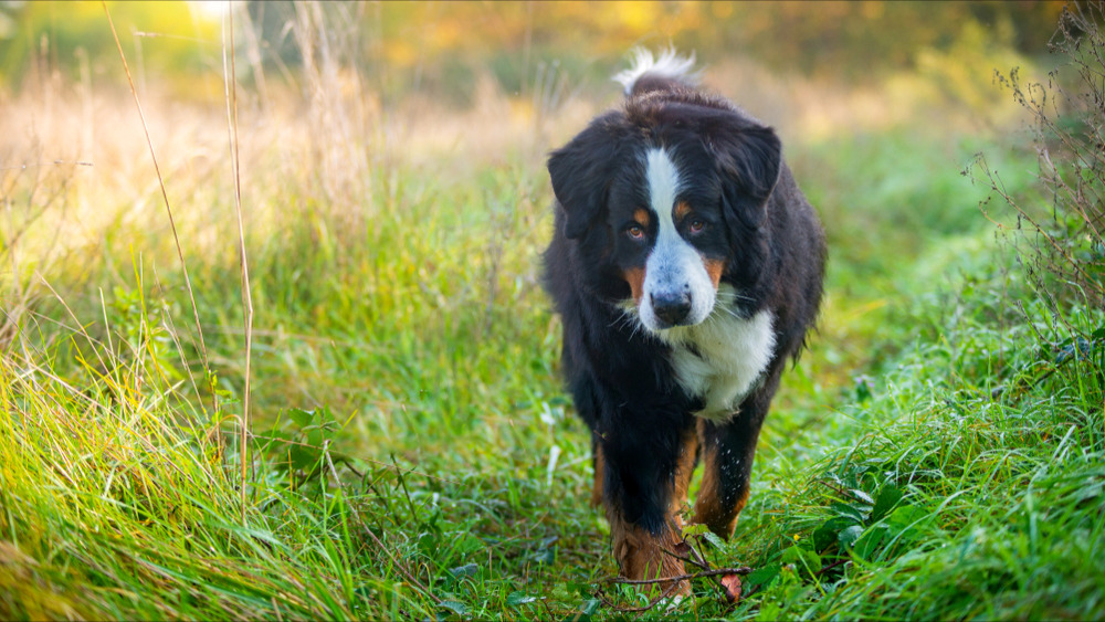 Quelle est cette maladie respiratoire inconnue qui tue de nombreux chiens aux États-Unis  ?