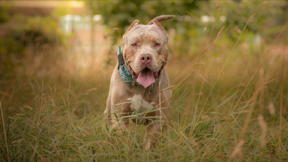 Narbonne: deux American Bully s&rsquo;acharnent sur un promeneur et son épagneul, ils sont abattus par la police