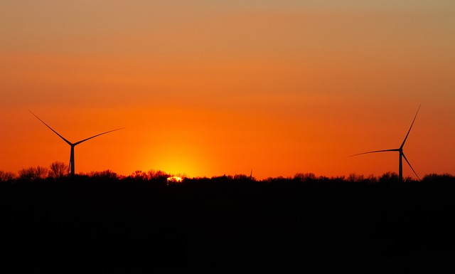 Les éoliennes d&rsquo;une forêt bretonne arrêtées la nuit pour protéger les chauves-souris de l&rsquo;hécatombe