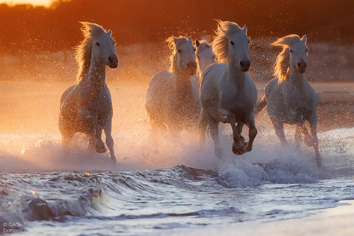Magnifiques photos du Camargue, ce cheval que les empereurs utilisaient pour les batailles