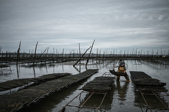 Huîtres interdites à Arcachon: les producteurs veulent être indemnisés