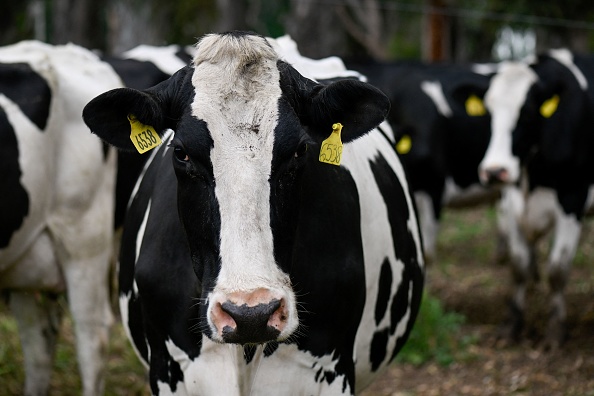 Nuisances sonores et olfactives: un agriculteur condamné à payer 106.000 euros de dommages et intérêts à ses voisins