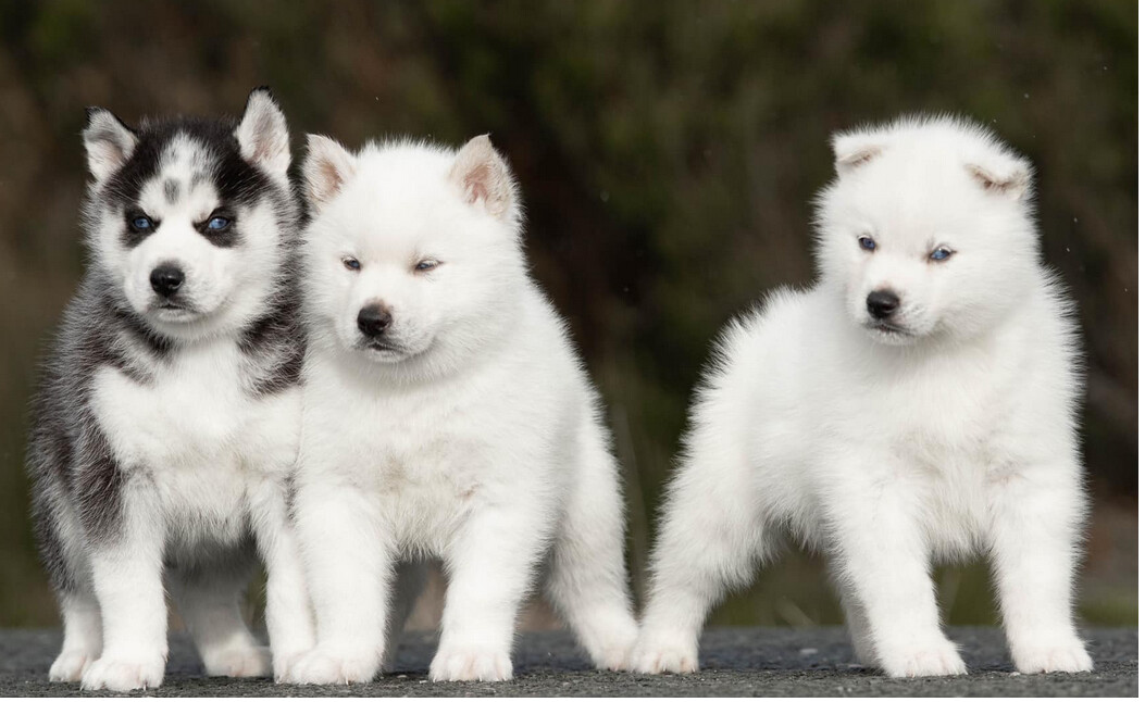 Sept chiots Huskies volés: « ils ne sont même pas en âge d’être séparés de leur maman! », se désole la propriétaire de l’élevage