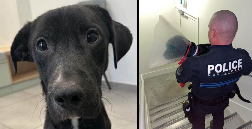 Maltraité et abandonné mourant, Tyrex est adopté par la police municipale de Saint-Germain-en-Laye