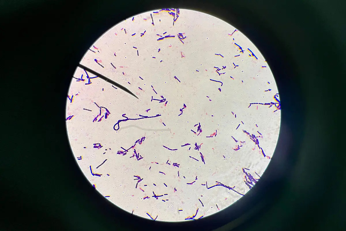 Les vaccins à ARNm Covid-19 réduisent la biodiversité intestinale d&rsquo;une bactérie bénéfique majeure selon une chercheuse