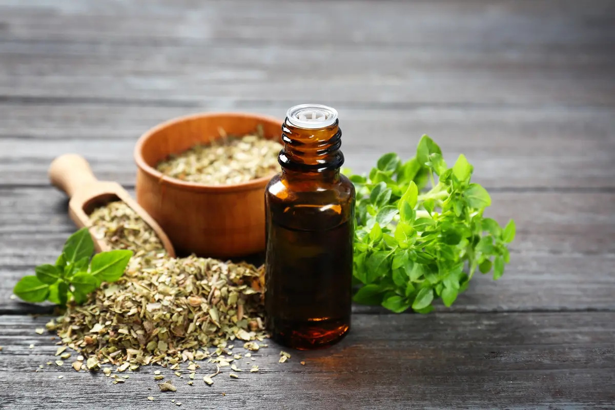 L&rsquo;origan, incontournable contre les virus et les bactéries