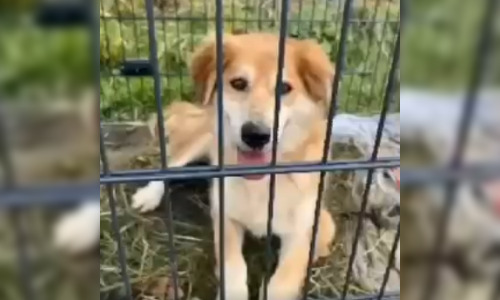 Cinq ans après avoir fugué en plein Paris, le chien Gicu retrouvé dans les Yvelines, sain et sauf