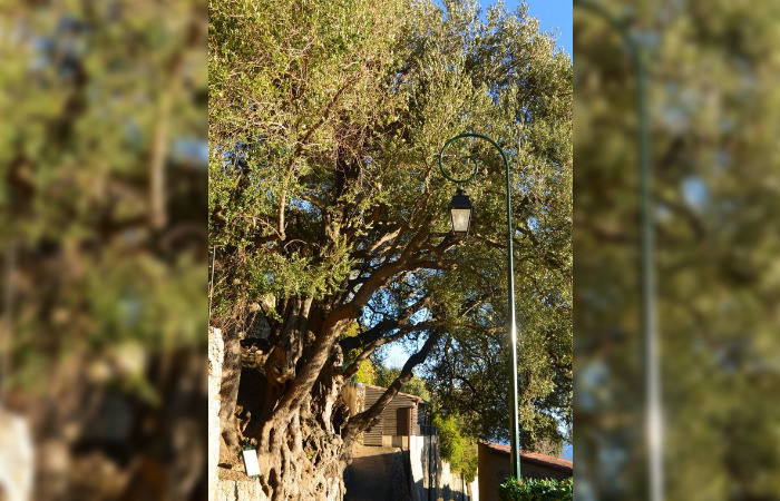 Deviendra-t-il «l’Arbre de l’année»? âgé de plus de 2000 ans, l’olivier de Roquebrune-Cap-Martin a déjà été élu «arbre remarquable»