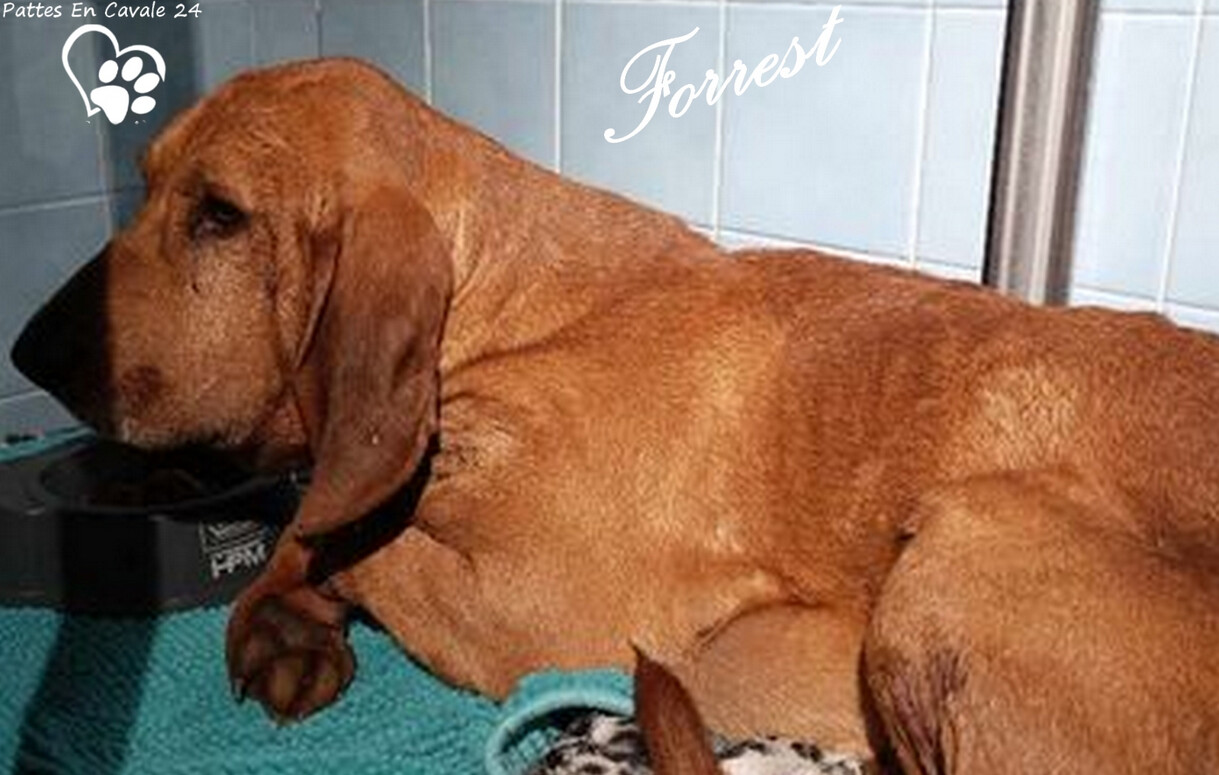 Dordogne: un couple réussit à attraper Forrest, un chien errant depuis quatre mois, le sauvant d’une mort certaine