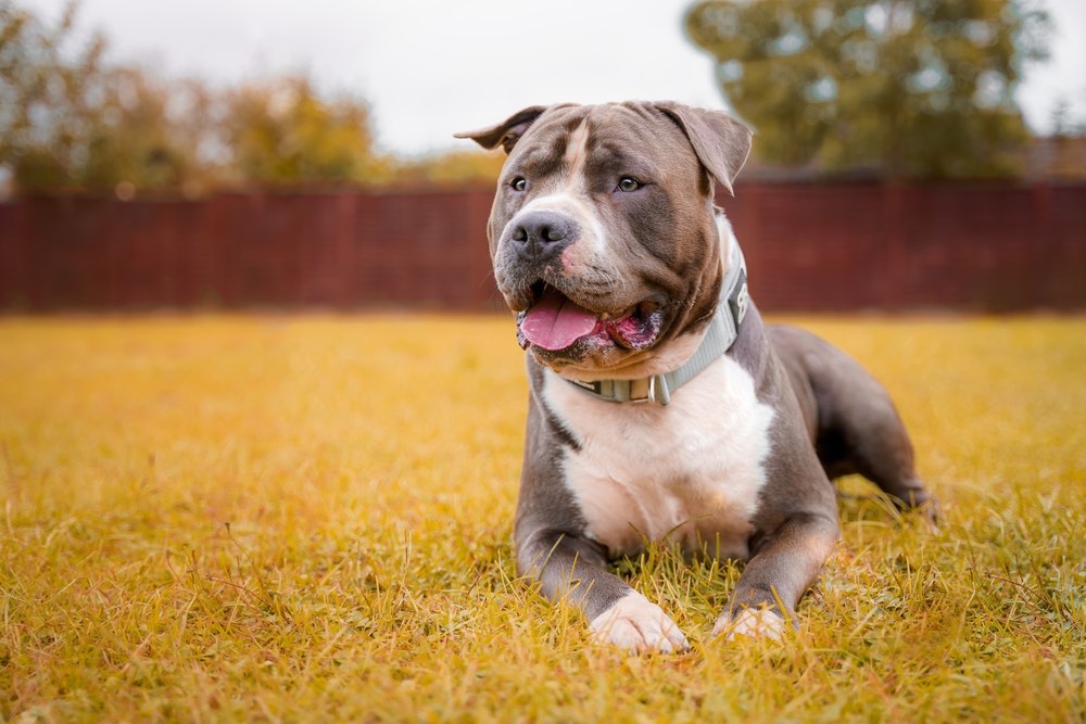 Vienne: une enfant de 18 mois grièvement mordue par un American staff près de Loudun