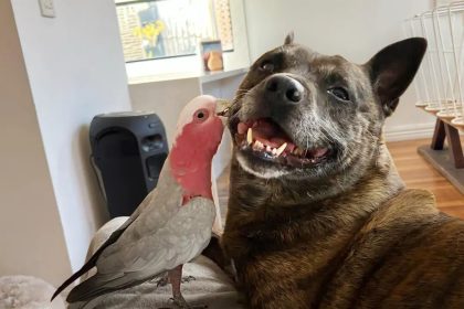 VIDÉO : Un chien aide à sauver un oiseau blessé, ils sont maintenant les meilleurs amis.