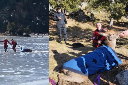 Les pompiers sauvent une biche piégée dans un lac gelé des Pyrénées-Orientales
