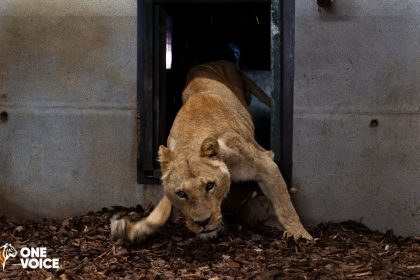 Normandie: un éleveur de lions dans un cirque condamné pour mauvais traitement