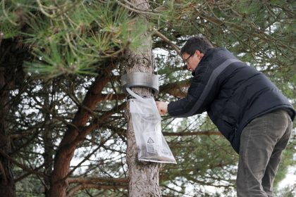Des chenilles processionnaires du pin ont déjà été recensées en région parisienne